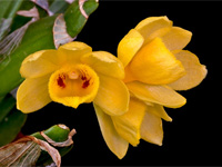 Dendrobium sulcatum