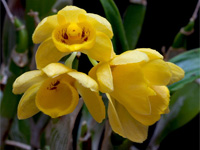 Dendrobium sulcatum