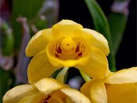 Dendrobium sulcatum