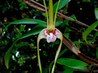 Dendrobium tetragonum