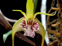 Dendrobium tetragonum