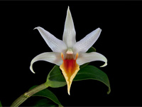 Dendrobium tobaense x draconis