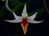 Dendrobium tobaense x draconis