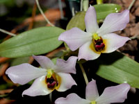 Dendrobium trantuanii