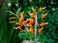 Dendrobium unicum