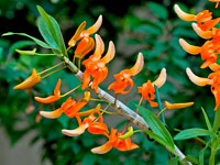 Dendrobium unicum