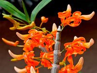 Dendrobium unicum