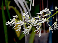 Dendrobium wassellii