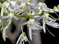 Dendrobium wassellii