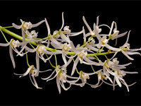 Dendrobium wassellii