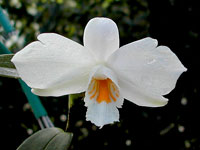 Dendrobium wattii