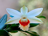 Dendrobium williamsonii