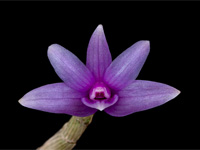 Dendrobium yeageri