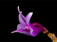 Dendrobium yeageri