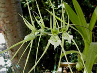 Brassia verrucosa