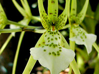 Brassia verrucosa