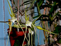 Brassia verrucosa