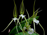 Brassia verrucosa