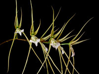 Brassia verrucosa