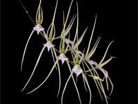 Brassia verrucosa