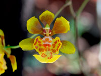 Oncidium divaricatum