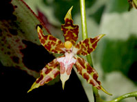 Oncidium hintonii