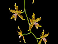 Oncidium hintonii