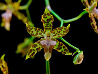 Oncidium hintonii