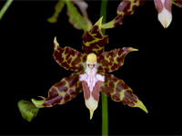 Oncidium hintonii