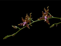 Oncidium hintonii