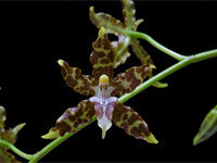 Oncidium hintonii