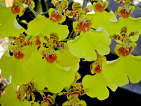 Oncidium hybride