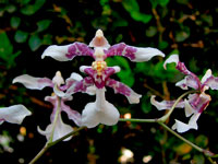 Oncidium incurvum