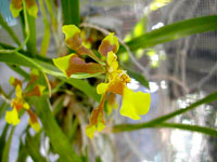 Oncidium longipes