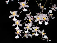 Oncidium ornithorhynchum