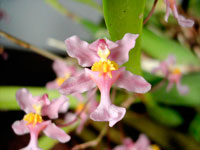 Oncidium ornithorhynchum