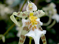 Miltonia phymatochila