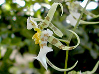 Miltonia phymatochila