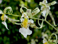 Miltonia phymatochila