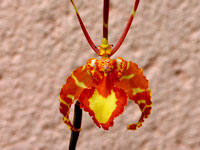 Psychopsis papilio