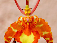 Psychopsis papilio