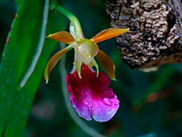 Trichocentrum albococcineum