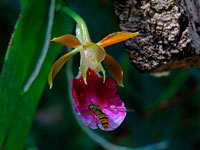 Trichocentrum albococcineum