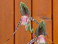 Paphiopedilum ( Deena Nicole x Booth's Sand Lady ) x sanderianum