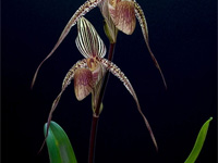 Paphiopedilum ( Deena Nicole x Booth's Sand Lady ) x sanderianum