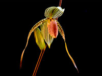 Paphiopedilum Susan Booth