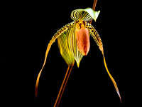 Paphiopedilum Susan Booth