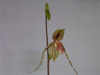 Paphiopedilum Susan Booth