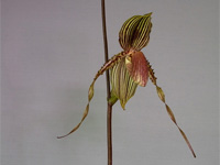 Paphiopedilum Susan Booth