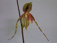 Paphiopedilum Susan Booth